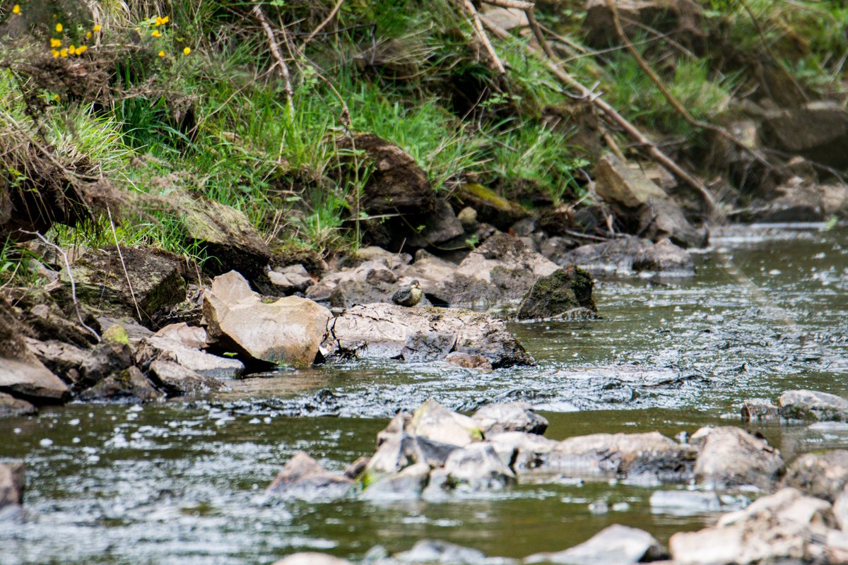 Nowt new today, some more smart Garden Warblers, pale Willow Warbler and almost missed this Dipper fledgling, look closely😂😊👍