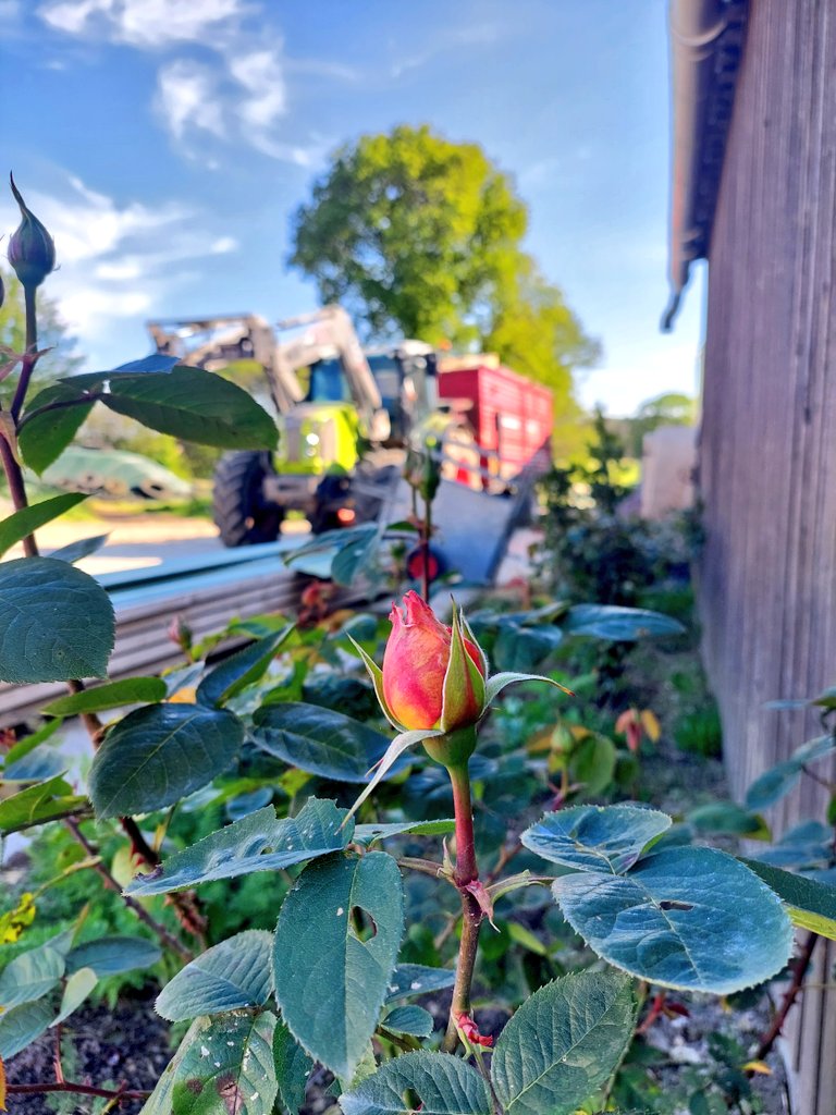 Ma première rose 🌹 à la ferme ! 
#ceuxquifontlelait 
#NaturePhotography 
#Bretagne