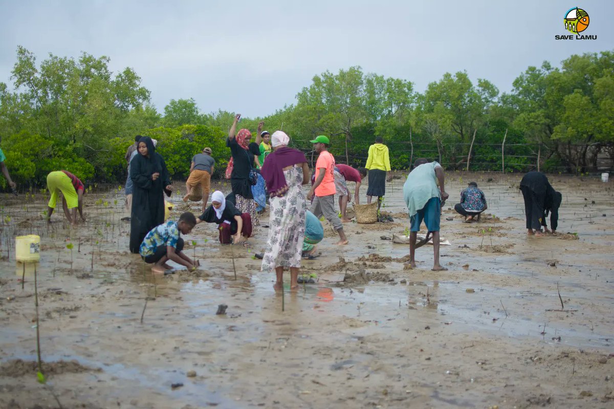 Savelamu (@savelamu) on Twitter photo Our journey to preserving and restoring mangroves, takes us to Manda Lay where we aim to restore hundreds and thousands of mangrove species through aid from KEMFSED
<a href="/KEMFSED/">Kenya Marine Fisheries Socio-Economic Development</a>
<a href="/ajws/">American Jewish World Service (AJWS)</a>
<a href="/deCOALonize/">deCOALonize Kenya</a>
<a href="/pawankafund/">Pawanka Fund</a> Our journey to preserving and restoring mangroves, takes us to Manda Lay where we aim to restore hundreds and thousands of mangrove species through aid from KEMFSED
<a href="/KEMFSED/">Kenya Marine Fisheries Socio-Economic Development</a>
<a href="/ajws/">American Jewish World Service (AJWS)</a>
<a href="/deCOALonize/">deCOALonize Kenya</a>
<a href="/pawankafund/">Pawanka Fund</a>