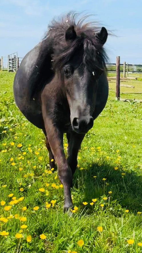 The Countdown Begins..........😮Read more here: mailchi.mp/hugsfoundation…

#newsalert #foaldue #pregnancy #rescuepony #BeKind #AdoptDontShop #animalwelfare #secondchances #positivechanges #animalrescue #charity #hope #NeverMoreNeeded #kindness #support #bettertogether #horserescue