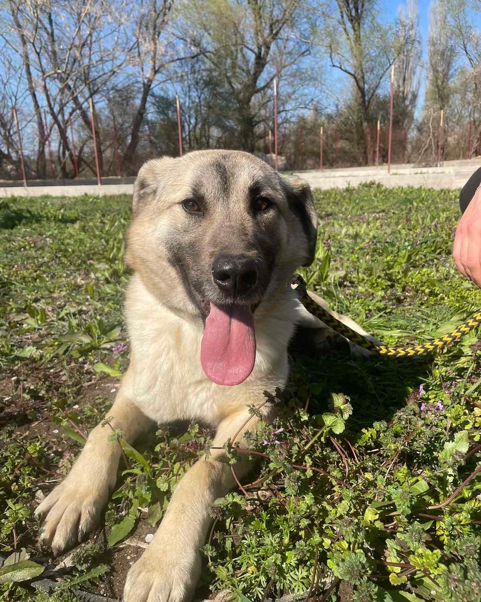 DogKlara's tweet photo. Alice, 1,5 years looking for a home! Can this be her lucky day? In kennels since December 2022… Help Alice find a home! ❤️ #adoptalice https://t.co/qocWUXN8Ol