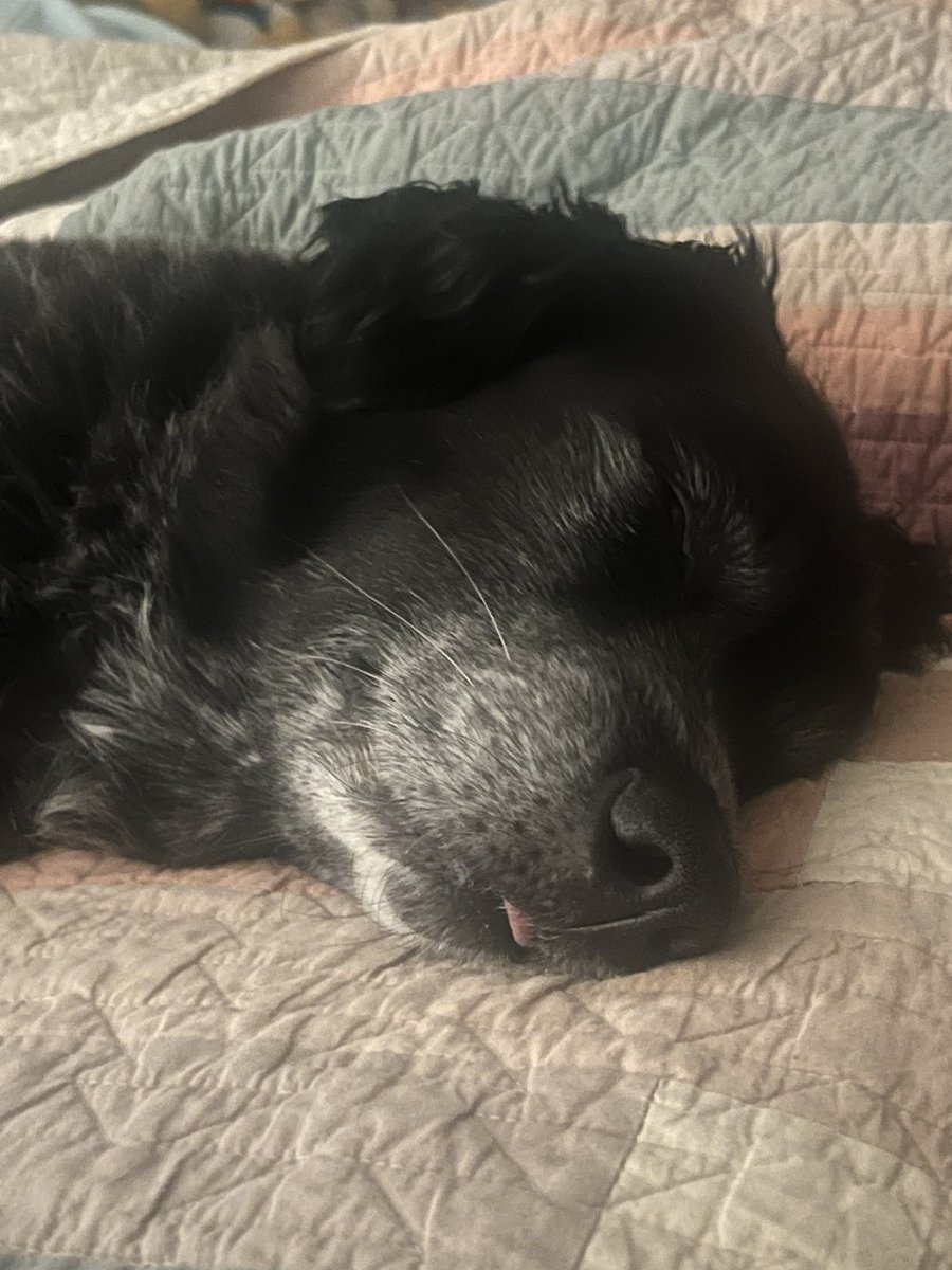 The best sleep is a tongue out sleep #SleepyDog