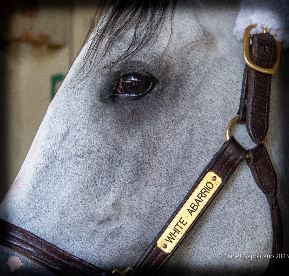 WHITE ABARRIO worked 4F / 47.54 (4/73) this morning at Belmont Park for @C2RacingStable and @RickDutrow59. Met Mile (G1) up next!