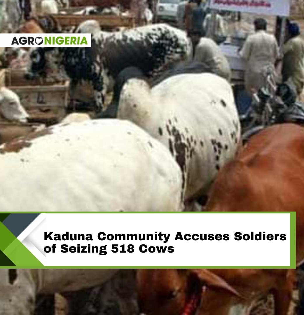 The Fulani Waziri family of Rafin Sarki village in Fatika District, Giwa Local Government Area, Kaduna State, has accused soldiers of unlawfully killing their members and seizing 518 cows, 177 sheep, and rams on March 9. Read more: agronigeria.ng/kaduna-communi…