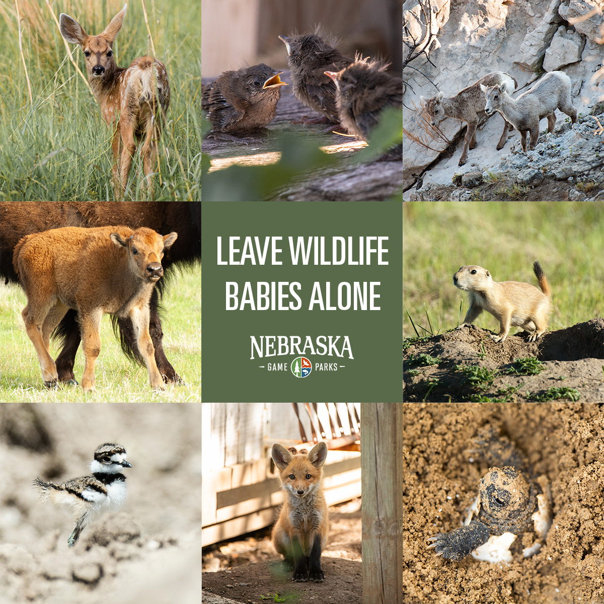 Leave 👏 wildlife 👏 babies 👏 alone 👏 Though some may wish to “rescue”  these animals, don't. Wildlife parents are doing their part to make sure their  babies survive. 📷: @NEBlandMagazine, image size:1200x1200