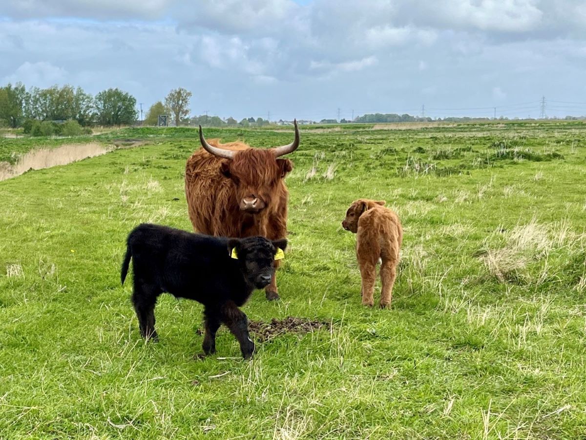 *EXTREME CUTENESS INCOMING* These are the adorable new calves @WickenFenNT, Bean (black) and camera-shy Radish (red). We challenge you not to get squishy over them.
