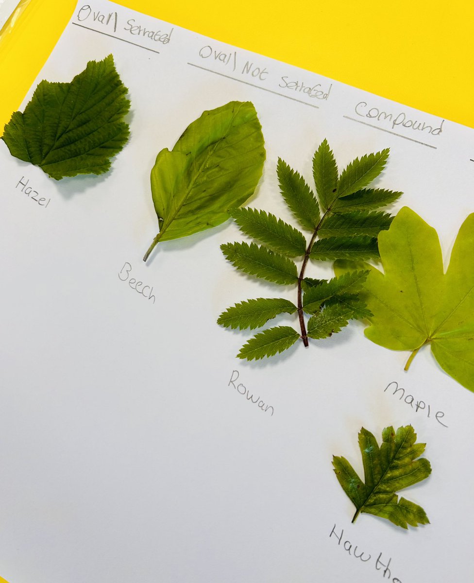 Sam Jackson (@scoutedsam) on Twitter photo Identifying and classifying leaves based on their shapes with Y6 <a href="/simonsideschool/">Simonside Primary</a> today 🌳 🍃 #science #treeclassification #outdoorlearning Identifying and classifying leaves based on their shapes with Y6 <a href="/simonsideschool/">Simonside Primary</a> today 🌳 🍃 #science #treeclassification #outdoorlearning