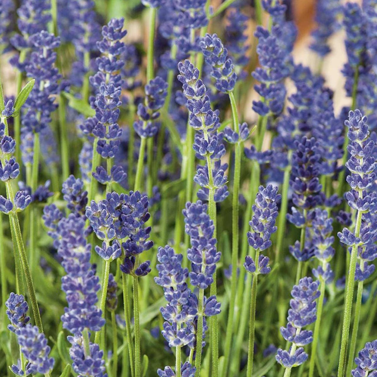 There's a reason lavender is one of our favourite plants! It flowers all summer and has a soothing aroma - perfect for a day spent relaxing in the garden 💜​ Varieties (2ltr, only £9.99):​ Lavandula Sto Papillon​ Lavandula X Int Grosso​ Lavandula Arctic Snow​ Lavandula Hidcote