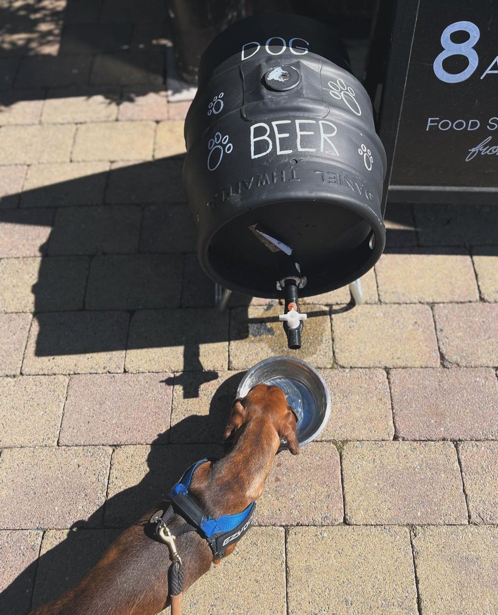 Ottie staying hydrated with his doggy beer 🍻 

📸 - @ottothe_sausagedog

#dogbeer #sausagedog #spring #youngspubs