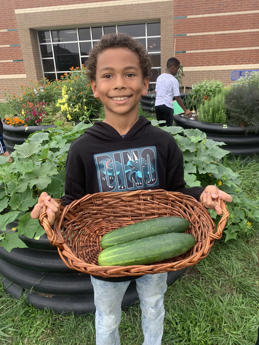 Maters, taters, squash and cucumbers have been harvested so far today. 😮 @readygrowgarden @MrsVillegasTX @MrsChien_3rd @MsBeldingsclass @TerryBellPostma @PostmaPTO @Postma_Pumas