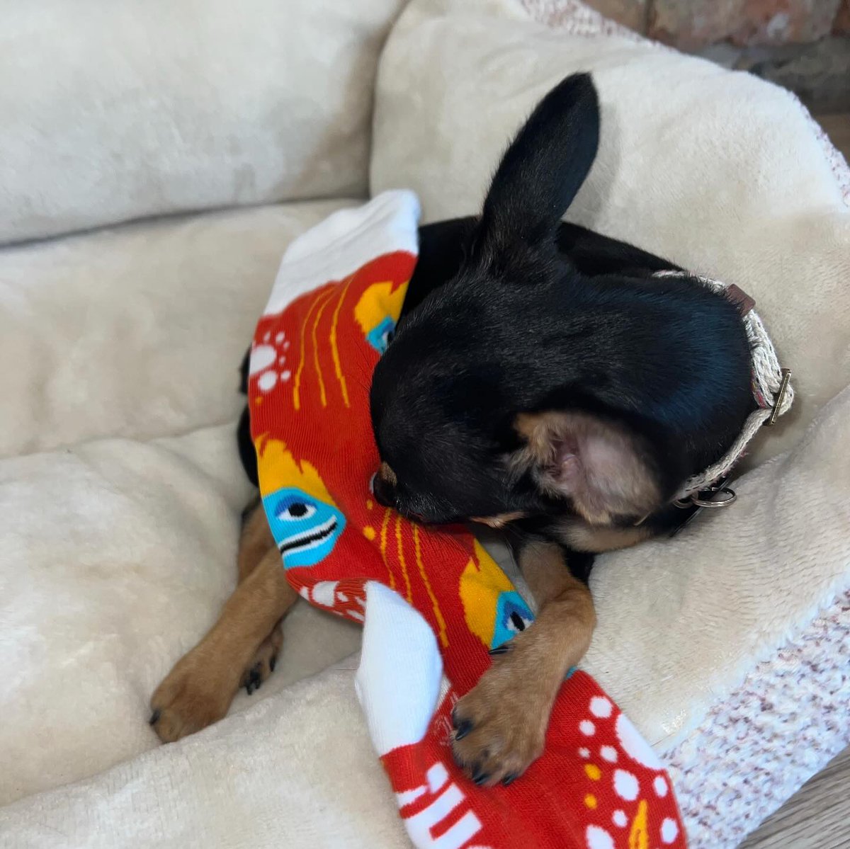 UTDallasAlumni's tweet image. It's #LostSockMemorialDay. Today, we think of all the socks who have lost their partners and find them a new one.

Don’t let your Temoc Socks continue to go on without their pair. 😢 
giving.utdallas.edu/alumnishop

#LostSockMemorialDay #LostSock #TemocSocks #UTDallas