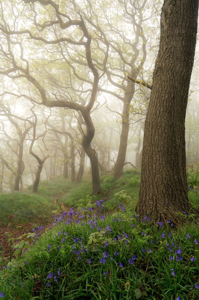 Light and blue bells..

@UKNikon @NorthYorkMoors 

#spring #woodlandphotography