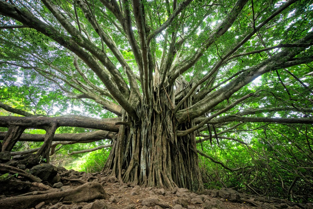 Dive into the fascinating world of Mother Trees! 🌳 Discover how these nurturing giants support entire #forests and why they deserve our attention. 💚 onetreeplanted.info/3xHBKwh