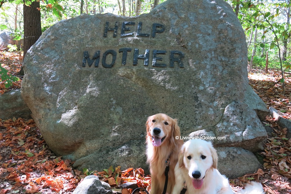 #ThrowbackThursday to a timeless reminder.... 'Help Mother' ❤🐾
