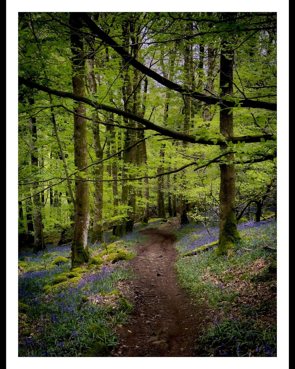 Ravensdale Bluebells
1photo from iPhone 
1photo from lumixs5 
Give a guess.  #bluebells #nature #forrest #LUMIX