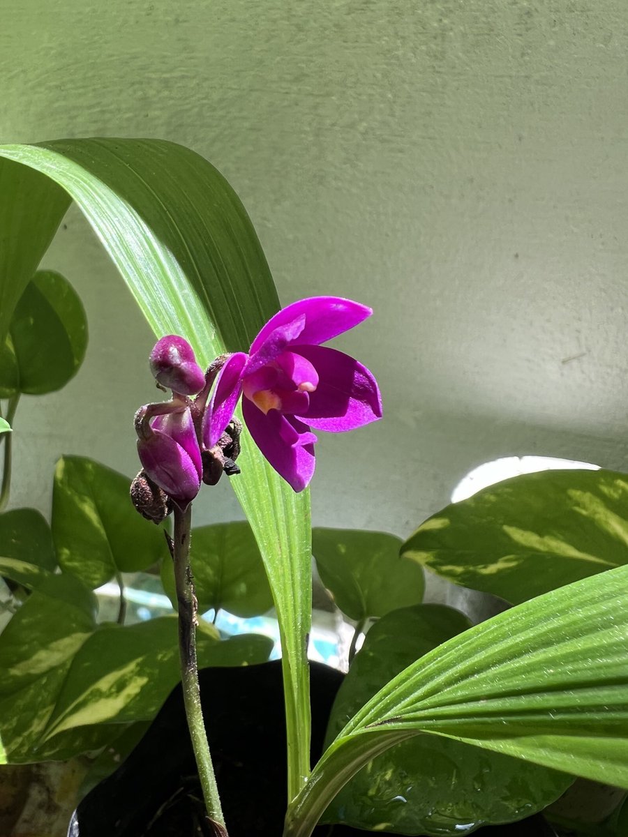 Picked up a droopy little orchid for a couple of $s as the street market was shutting down in a rainstorm a while back, and look at her now!