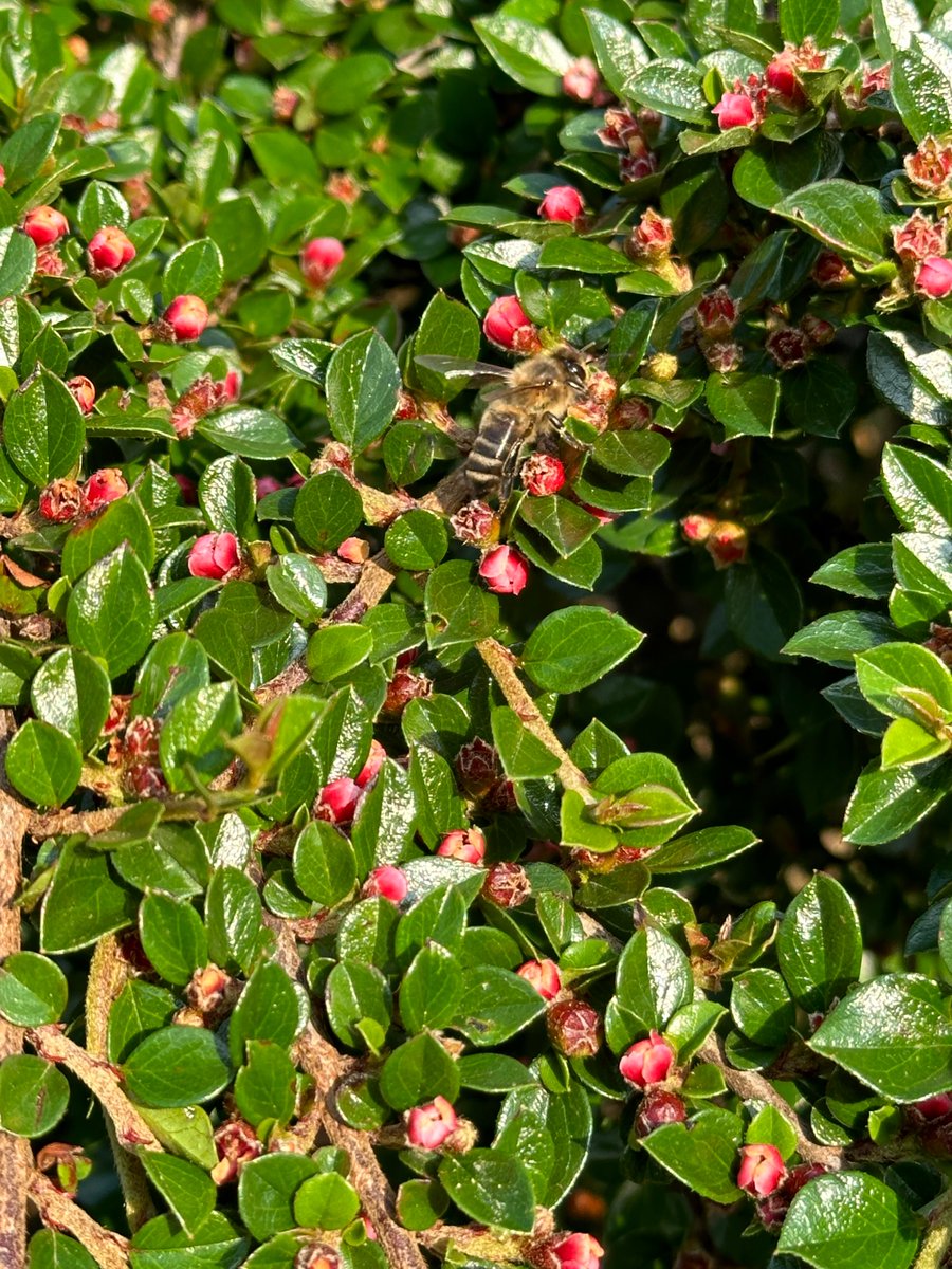 Een ogenschijnlijk onbeduidend struikje in onze voortuin maar het zoemt er van de bijen.