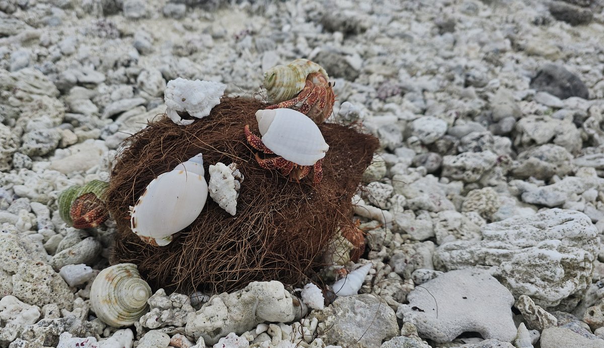 Find a healthy snack to latch on to, like a crab on a coconut.

Hermit crabs on Rose Atoll Marine National Monument are known to scavenge across the two tiny islands for dead animals, bird eggs, and yes, coconut.

USFWS photo: Pete Leary