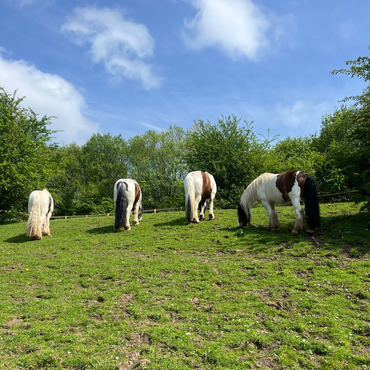 We hope that everyone is having a great week so far and enjoying this amazing weather! Our lovely horses are definitely making the most of the sun! 🥰☀️🐴❤️