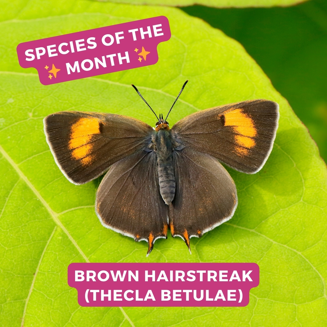 Meet our species of the month, the Brown Hairstreak! ✨ This elusive butterfly relies on hedges, sunny woodland rides and edges, and scrubby areas where Blackthorn can be found. Learn more 👇 butterfly-conservation.org/news-and-blog/… 📷: Iain H Leach #SaveButterflies #NationalHedgerowWeek