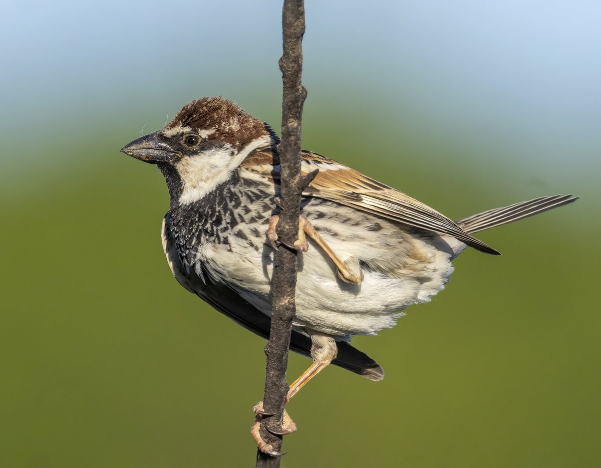 Söğüt Serçesi / Spanish Sparrow
08.05.2024 Malatya🇹🇷