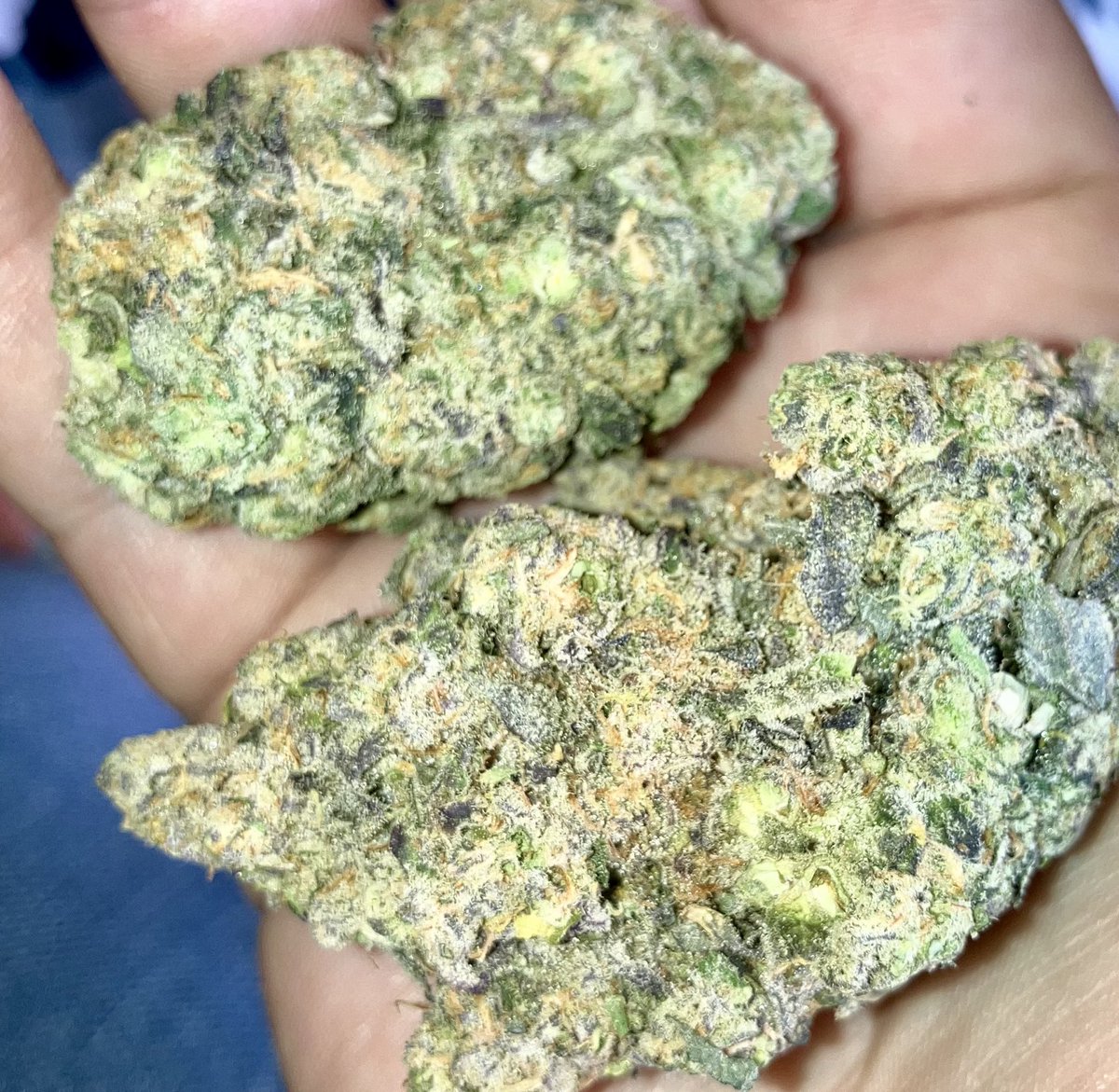Gas face is combining Face Mints with a Biscotti x Sherbet backcross. stanky, and dense, with a thick, strong smoke. helping ease depression, stress, and anxiety #cannabiscommunity #cannabis #medicine