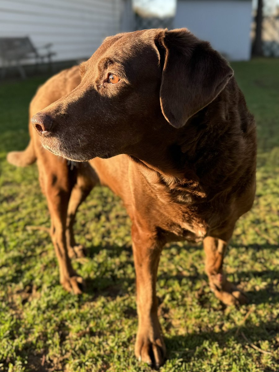 ❤️‍🩹GREAT NEWS!! Abbeys surgery on her wrist was successful! Pathology is in and NO CANCER!!!
Thank you for all of your prayers! 🤎🤎🤎🤎🤎
#dog #dogsoftwitter #dogsofX #dogsarefamily #labrador #doglover #seniordog