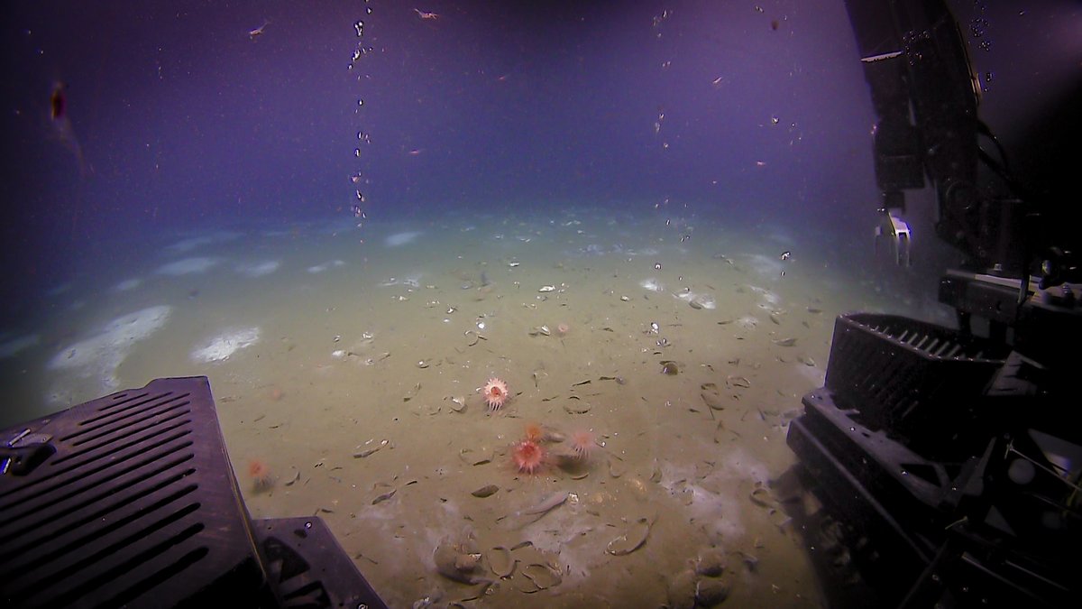 Methane seeps are important deep-sea habitats. A new study expands the inventory of methane seeps on the U.S. Atlantic Margin & explores their formation. The study is based in part on water column data collected during expeditions on #Okeanos.

Learn more: oceanexplorer.noaa.gov/news/oer-updat…