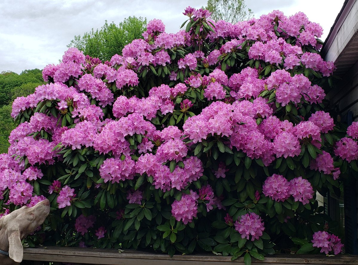 Absolute Unit.  Rhododendron
