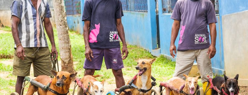 Help @AnimalSOSSLanka share £300,000 with your vote! You can vote for FREE once a week, this round ends June 30th. They desperately need funds for their 2500+ rescues. Check them out! They are amazing!! ❤️❤️🐶🐱