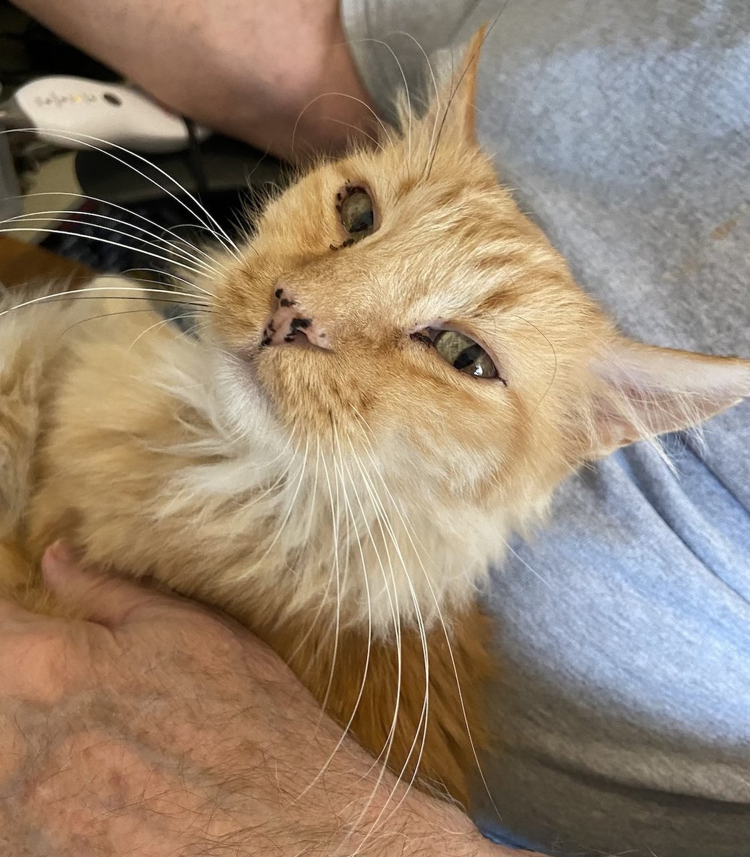 The Chief Cat Wrangler just posted a new entry on his blog at the Mandarin’s Retreat website mrhwc.org. Give it a look and learn about our newest resident Linus, a senior cat.