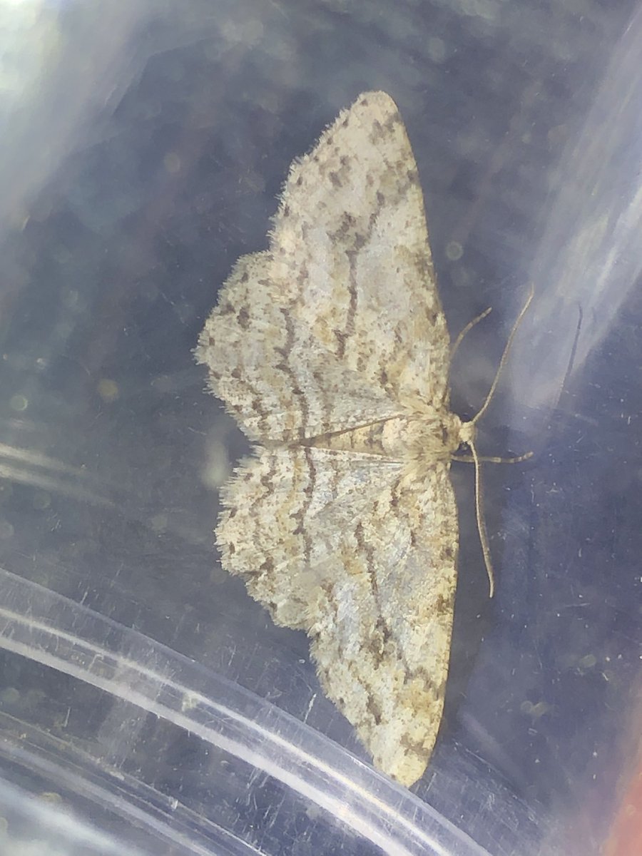 Had this fluttering in front of the bike lights while out trying to catch a shearling that wouldn’t let its lamb suck that was reversing round the field last night. Reliably informed it’s an Engrailed & a lifer! 👍