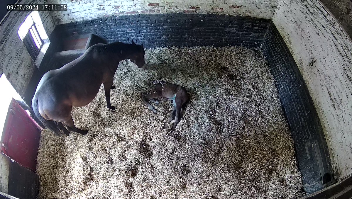 I'm not sure that your supposed to eat your foal old girl. #sleeping #foal #Horses