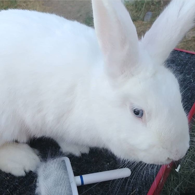 Gojo is a Beveren rabbit, they both got blue eyes!