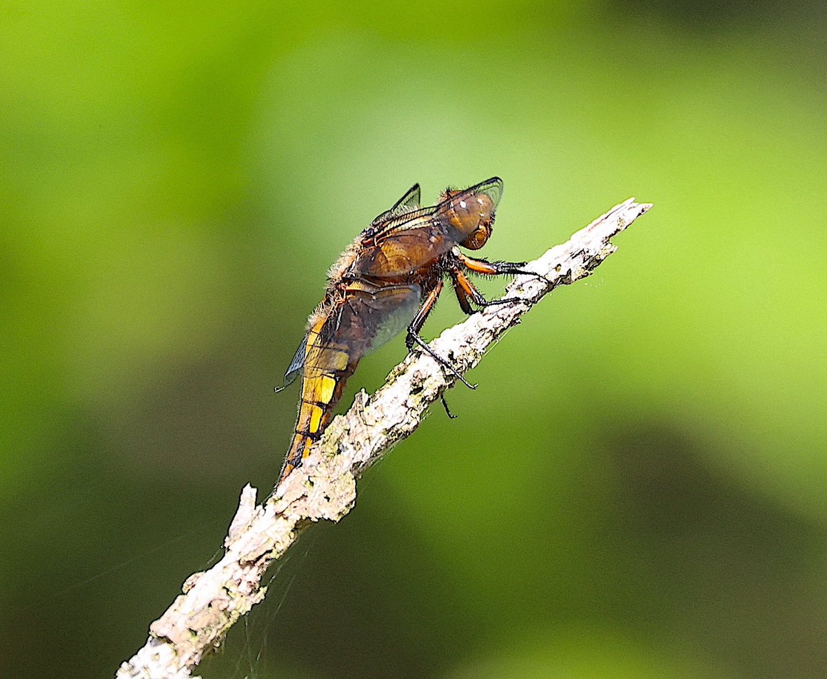 A female Broad-bodied Chaser in Wanstead Park this afternoon, a full fortnight before our first record last year. Summer’s almost here! ⁦@CoLEppingForest⁩ ⁦@EppingForestHT⁩ ⁦@cityoflondon⁩ ⁦@FWP2009⁩ ⁦@essexbna⁩ ⁦@BDSdragonflies⁩