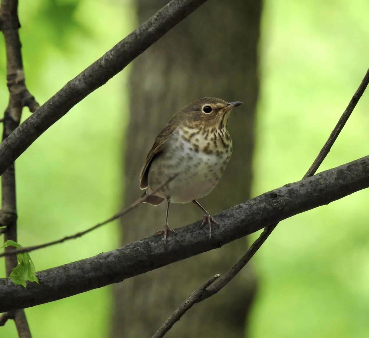 Swainson’s Thrush. Prospect Park this evening. @BirdBrklyn @prospect_park