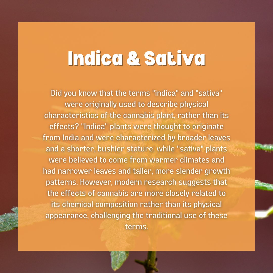Exploring the roots of Indica and Sativa 🌿✨ Did you know these terms were originally about the plant's appearance, not effects?

#cannabiseducation #indica #sativa #cannabisculture #plantknowledge #herbalscience #learnmore #cannabiscommunity #botany #sciencefacts