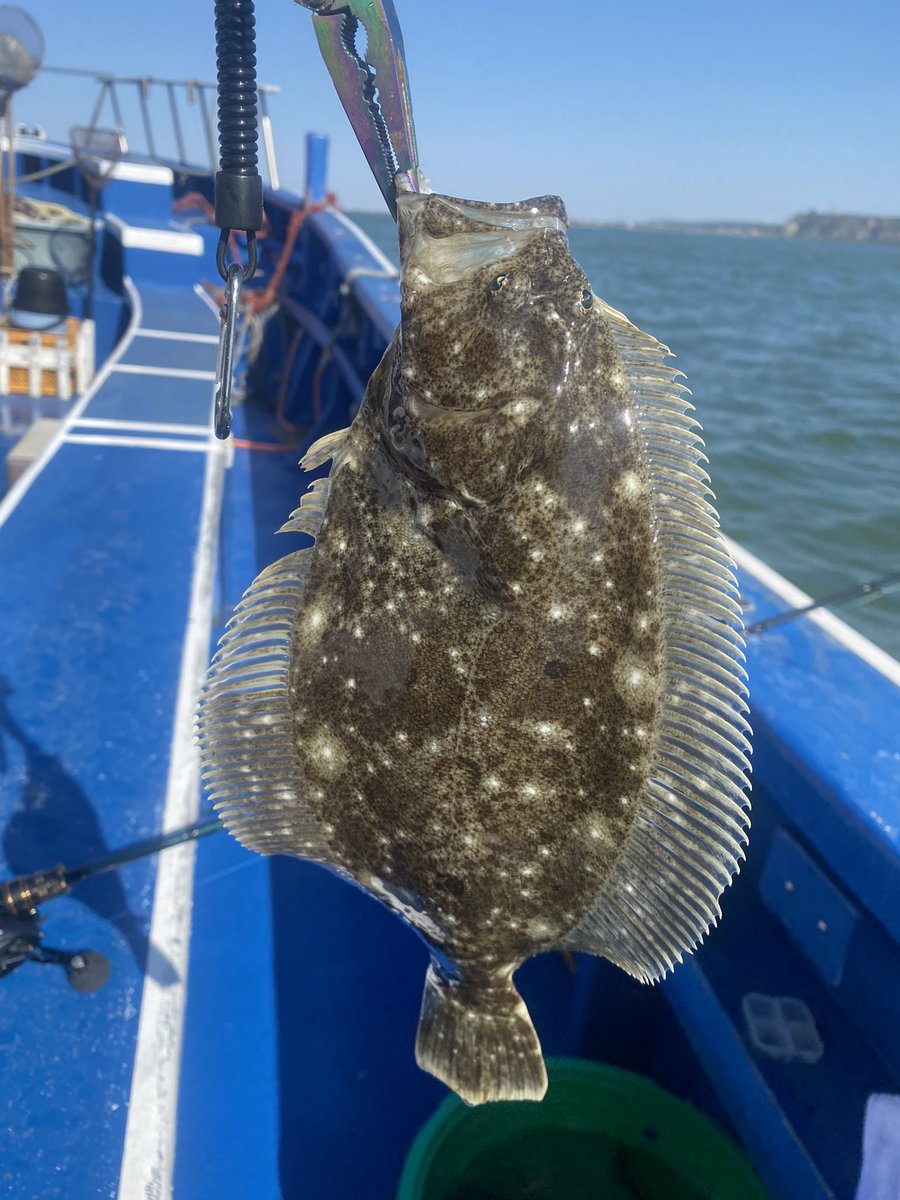 ヒラメ釣れた