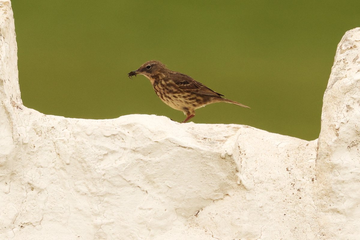 Nos Da Bawb - Good Night All Corhedydd y Waun yn Nhrwyn yr As Fach ar ddydd Llun Meadow Pipit at Nashpoint on Monday #BirdsSeenIn2004 #Glambirds Cysgwch yn dawel! Sleep tight! ❤️🏴󠁧󠁢󠁷󠁬󠁳󠁿