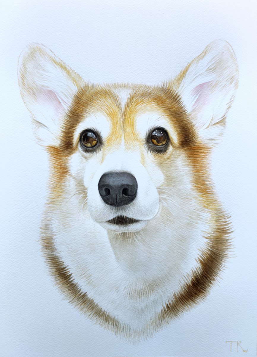 My new custom watercolor portrait 😍

This adorable corgi is named Feta 🐶

I'm open for commissions! 😊
.
.
.
#petportrait #corgi #corgiportrait #dogportrait #watercolor #painting #art #comissionportrait