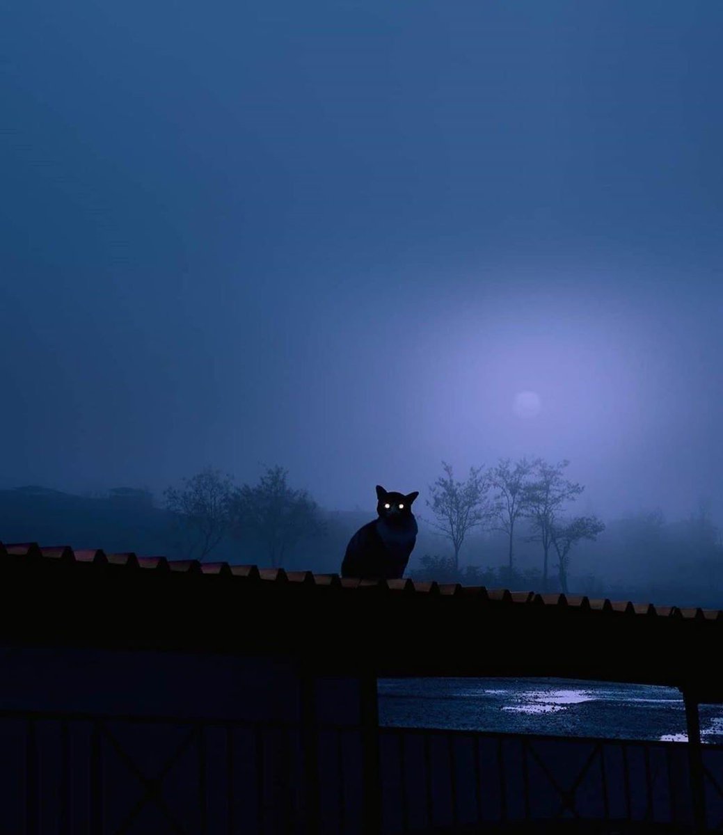 Little Cat in the Night 🌖 by George Natsioulis #cat #night #catlover