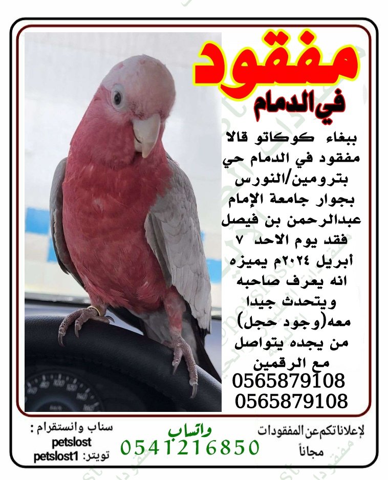 Petslost1's tweet photo. ببغاء  #كوكاتو قالا مفقود في #الدمام حي بترومين/النورس بجوار جامعة الإمام عبدالرحمن بن فيصل فقد يوم الاحد  ٧ أبريل ٢٠٢٤م يميزه انه يعرف صاحبه ويتحدث جيدا معه(وجود حجل) 
من يجده يتواصل مع صاحبه على المعلومات في الصورة
#ببغاء_ضائع #ببغاء_مفقود #مفقود #ببغاء https://t.co/apVLF1b2Jv