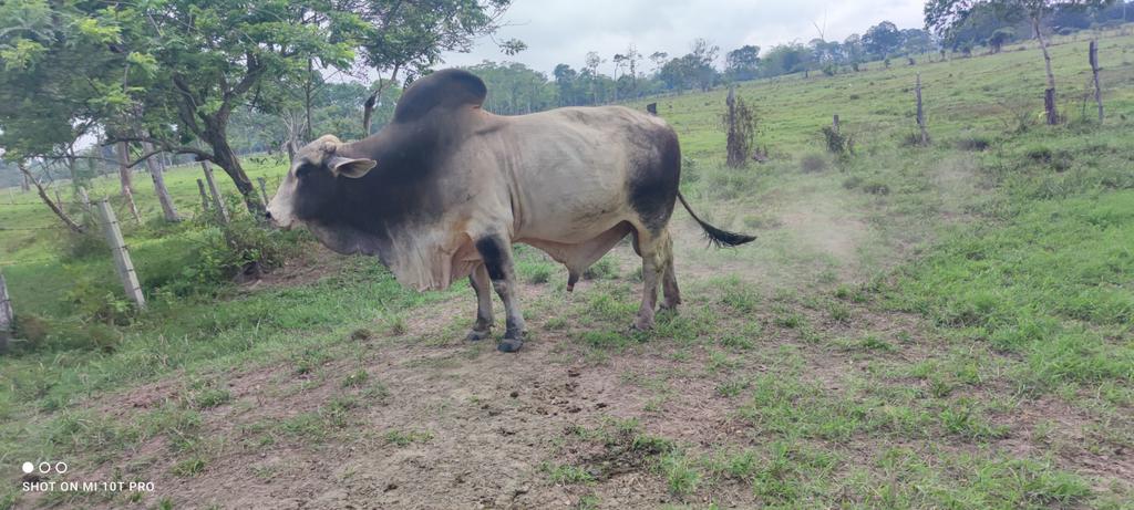 #construyendoganadería los toros solos por largo tiempo se engordan, se oscurece su pelaje y tienden a volverse bravos con quién los maneja, debemos estar atentos @Fedegan @cimitarraganado @jflafaurie @FCerete @cucutapasiongan @GirardotPLocal @GarzonLocal