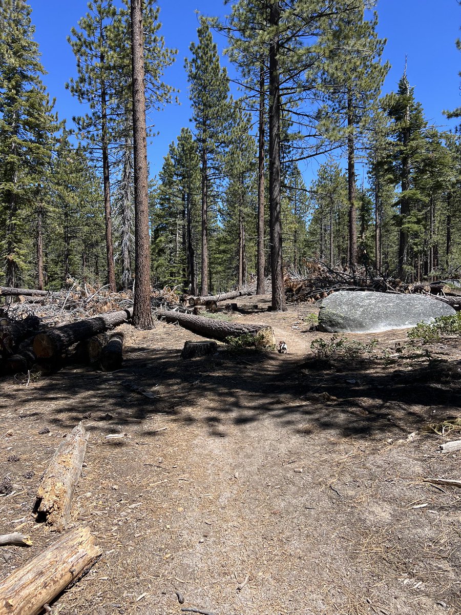 Our tax dollars at work; destroying #forests and putting communities at even more risk from #wildfire. This so-called “thinning” must 🛑. Does this look like “forest health” to you? We need #Firewise and climate-hardened infrastructure, not logging. #LakeTahoe #ClimateCriminals