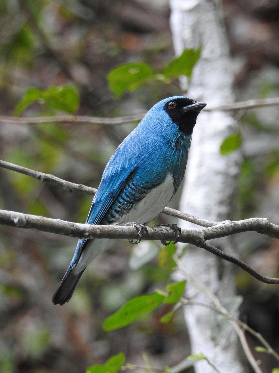 A beautiful swallow tanager perched on a branch in the woods!  #birding #naturelover #photography
