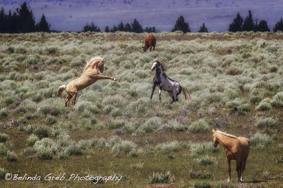 Something's Going On by Belinda Greb fineartamerica.com/featured/somet… by Belinda Greb More Wild Horses at fineartamerica.com/profiles/belin… #photography