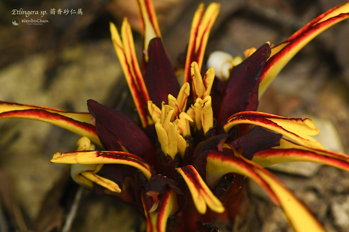 Such a bright ginger flower! It may be an Etllingera littoralis, but I am not sure. West Sumatra. #floraofsumatra #Zingiberaceae #Etlingera #苏门答腊植物 #姜科 #茴香砂仁属