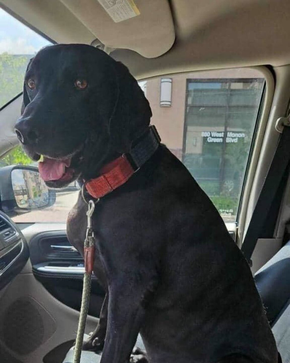 WeRateDogs tweet media