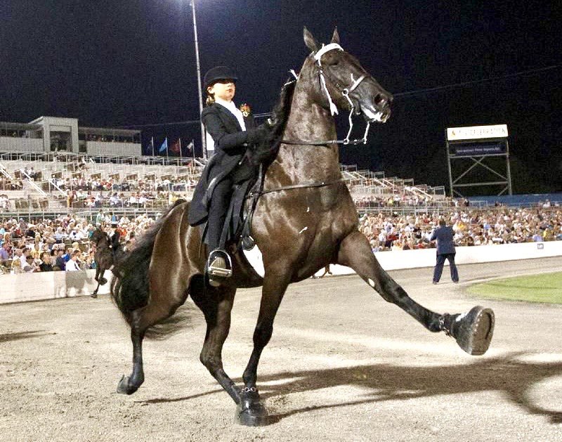 Breaking! @USDA Ends The Brutal “Sport” Of Horse Soring At Tennessee Walking Horse Shows 🙏🐎 READ MORE: 🌍👉 worldanimalnews.com/usda-ends-the-…