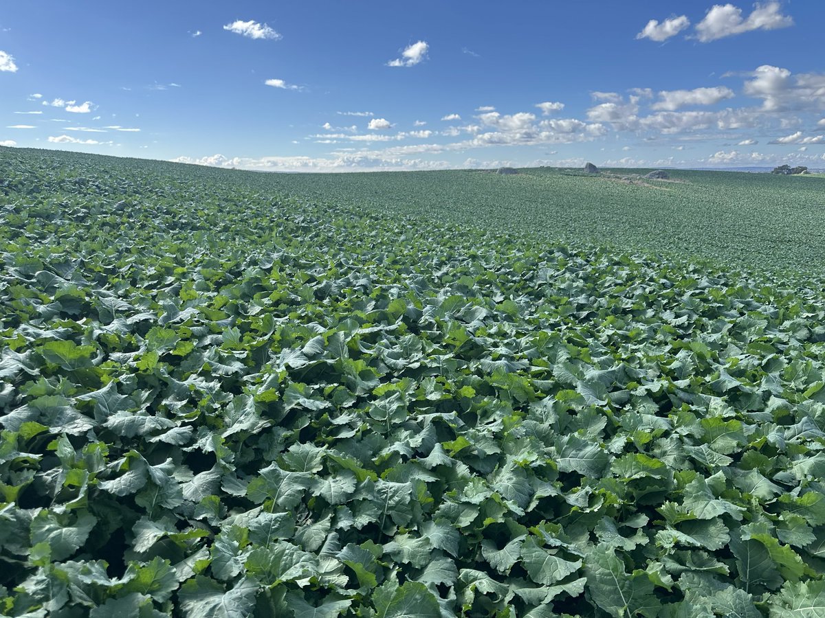 Mid-March sown Feast CL Canola 🤩near Young ready for the 🐑 
#Canola24 #GrazingCanola #GrowmoreAg